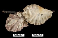 藏品(鱷齒牡蠣)的圖片